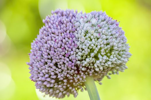 soft flower blossom in a nature garden