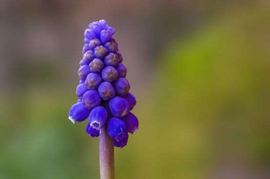 soft flower blossom in a nature garden