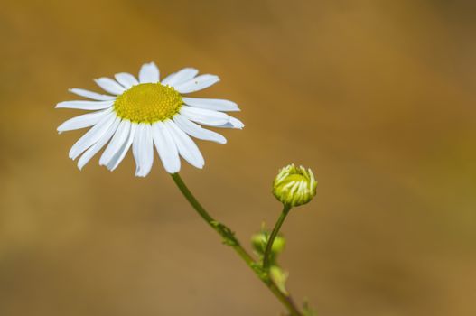 soft flower blossom in a nature garden