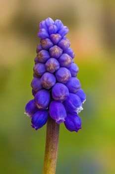 soft flower blossom in a nature garden