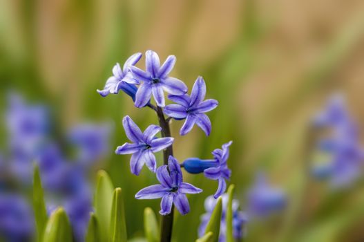 soft flower blossom in a nature garden