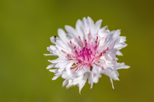 soft flower blossom in a nature garden