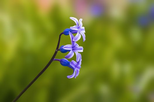 soft flower blossom in a nature garden