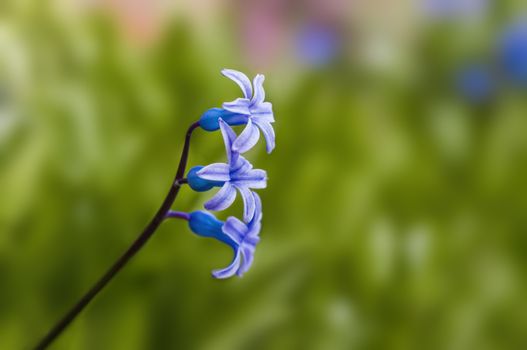 soft flower blossom in a nature garden