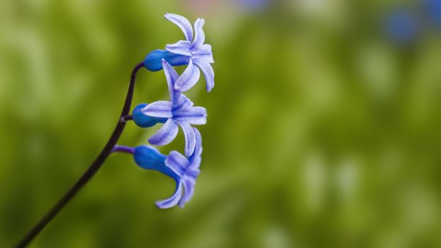 soft flower blossom in a nature garden