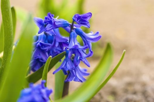 soft flower blossom in a nature garden