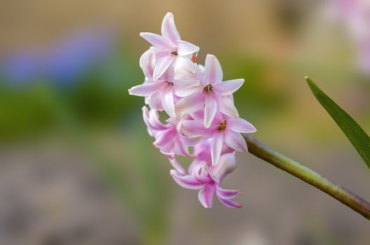 soft flower blossom in a nature garden