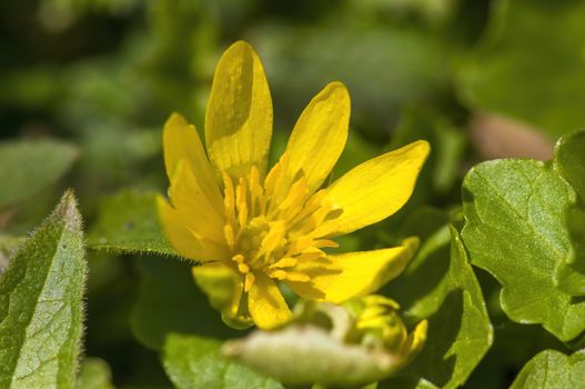 soft flower blossom in a nature garden