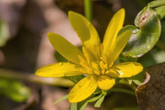 soft flower blossom in a nature garden