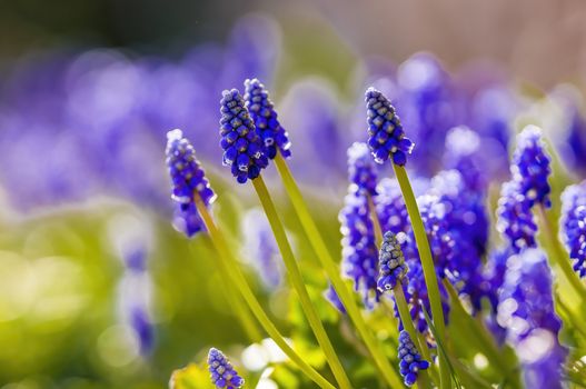 soft flower blossom in a nature garden