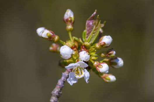 soft flower blossom in a nature garden