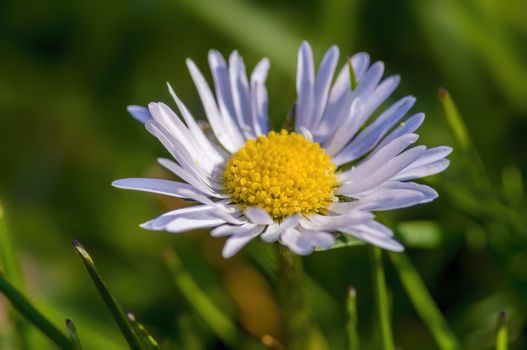 soft flower blossom in a nature garden