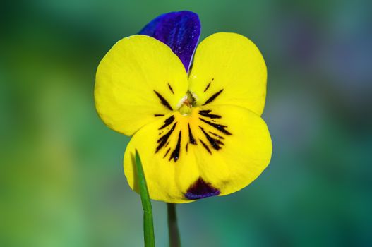 soft flower blossom in a nature garden