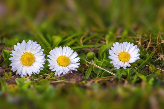 soft flower blossom in a nature garden