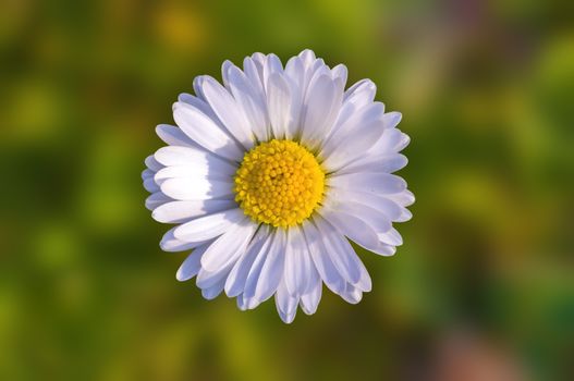 soft flower blossom in a nature garden