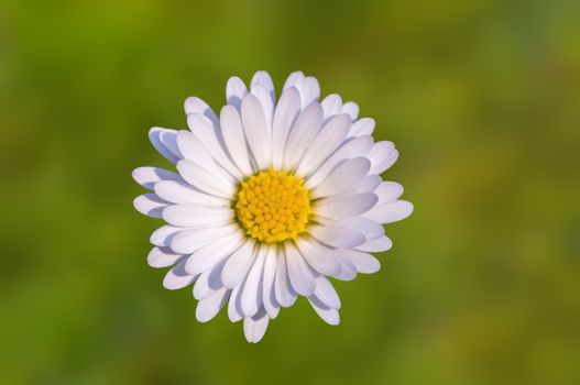 soft flower blossom in a nature garden