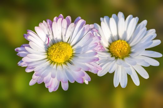 soft flower blossom in a nature garden