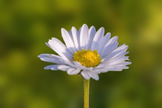 soft flower blossom in a nature garden