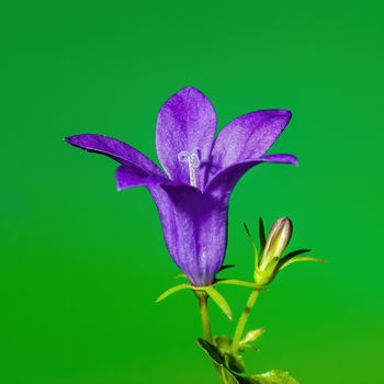 a soft flower blossom in a nature garden