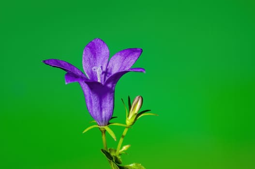 a soft flower blossom in a nature garden