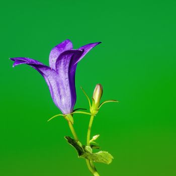 a soft flower blossom in a nature garden