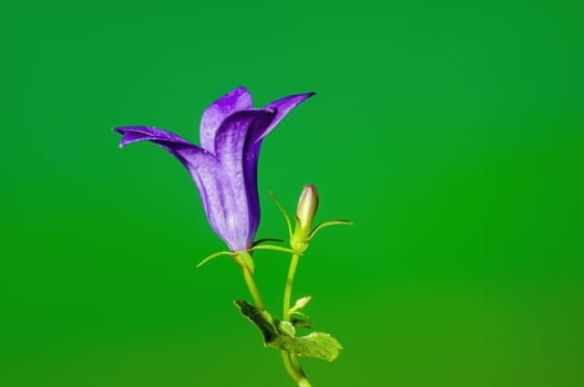 a soft flower blossom in a nature garden