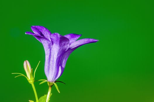 a soft flower blossom in a nature garden