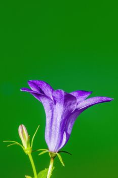 a soft flower blossom in a nature garden