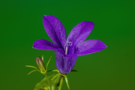 a soft flower blossom in a nature garden