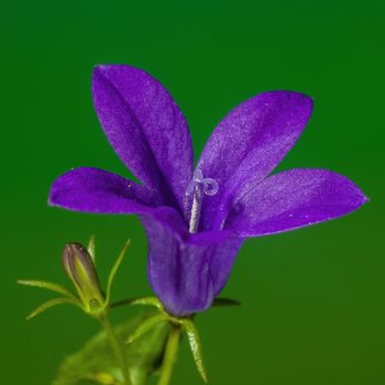 a soft flower blossom in a nature garden