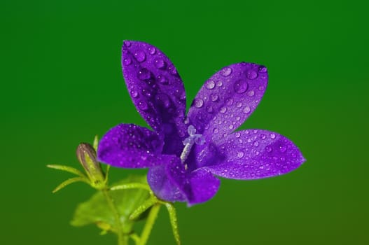 a soft flower blossom in a nature garden