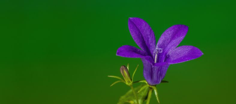 a soft flower blossom in a nature garden