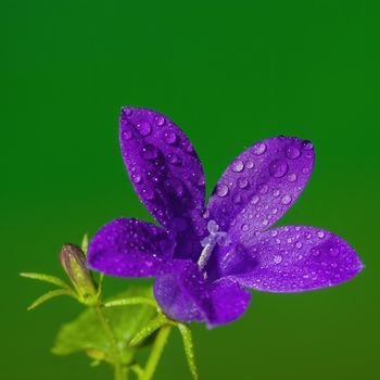 a soft flower blossom in a nature garden