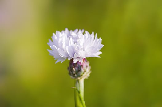 a soft flower blossom in a nature garden