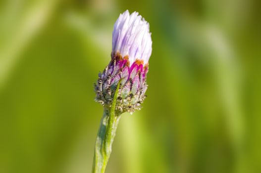 soft flower blossom in a nature garden