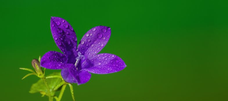 a soft flower blossom in a nature garden