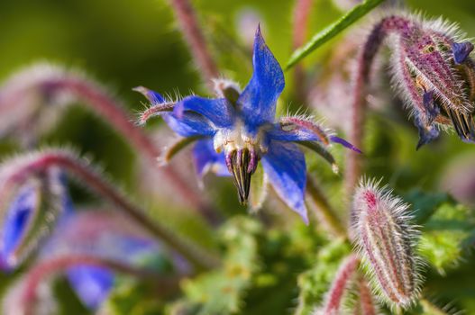 soft flower blossom in a nature garden