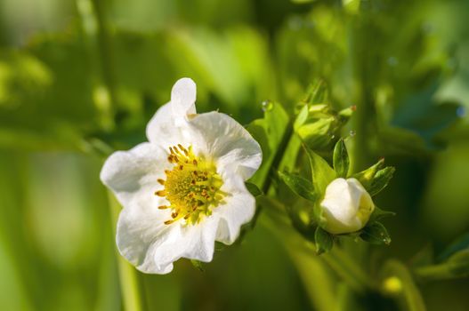 soft flower blossom in a nature garden