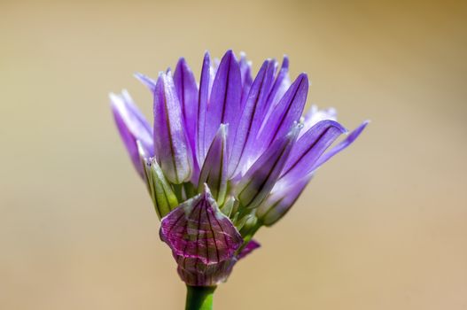 soft flower blossom in a nature garden