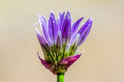 soft flower blossom in a nature garden