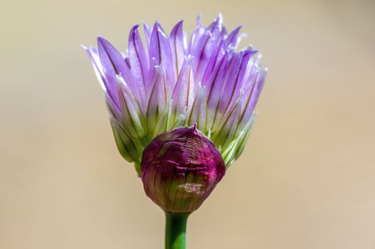 soft flower blossom in a nature garden