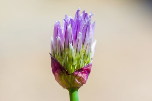 soft flower blossom in a nature garden