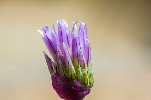 soft flower blossom in a nature garden