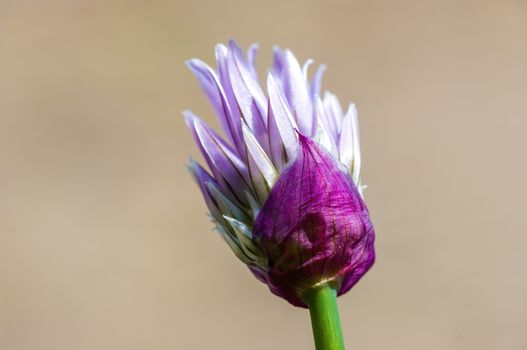 soft flower blossom in a nature garden