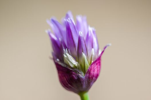 soft flower blossom in a nature garden