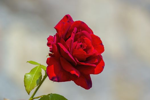 soft flower blossom in a nature garden