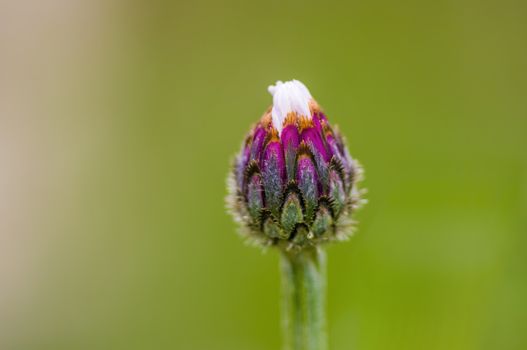 soft flower blossom in a nature garden