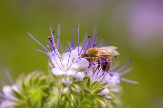 soft flower blossom in a nature garden