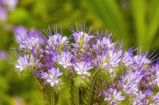 soft flower blossom in a nature garden