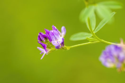 soft flower blossom in a nature garden